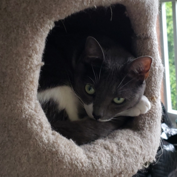 Pet Friendly Home! - Picture 3 of 3